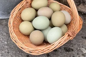 Eggdag 2026 -10% på kategori høns