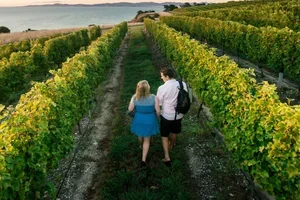   Your guide to wine country 🍷