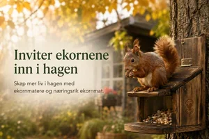 Inviter ekornene inn i hagen