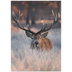 A Dawn Walk Through Ice