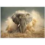 DesertElephant