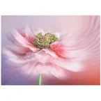 Blush Symphony